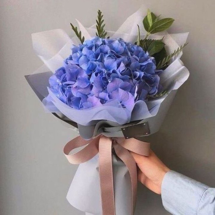 Гортензия голубая в Санкт-Петербурге