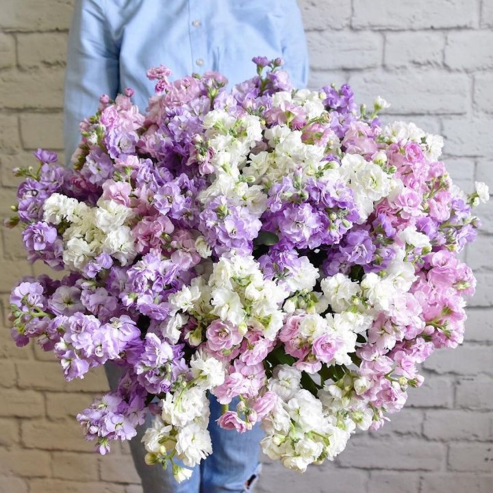 Облако маттиол в Санкт-Петербурге