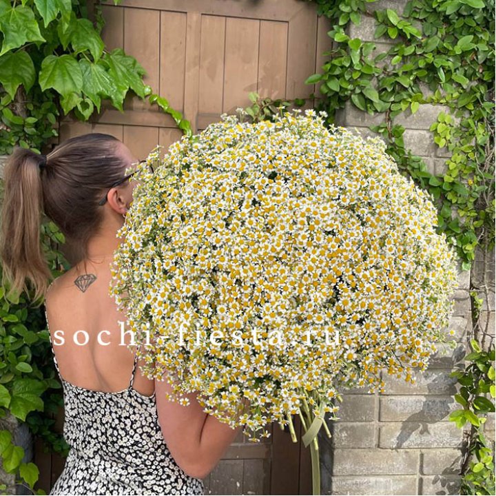 101 ромашка в Санкт-Петербурге