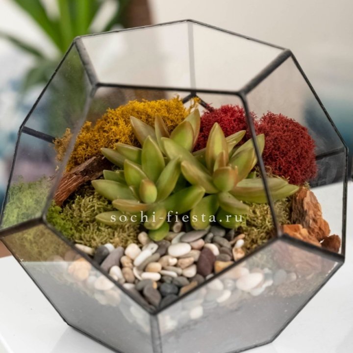 Флорариум “Додекаэдр” с суккулентом Седум в Санкт-Петербурге