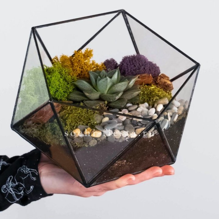 Флорариум “Икосаэдр” с суккулентом Каменная Роза в Санкт-Петербурге