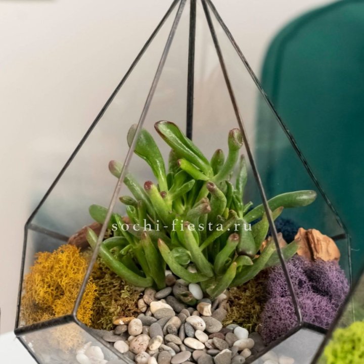 Флорариум “Капля” с суккулентом Крассула Хоббит в Санкт-Петербурге