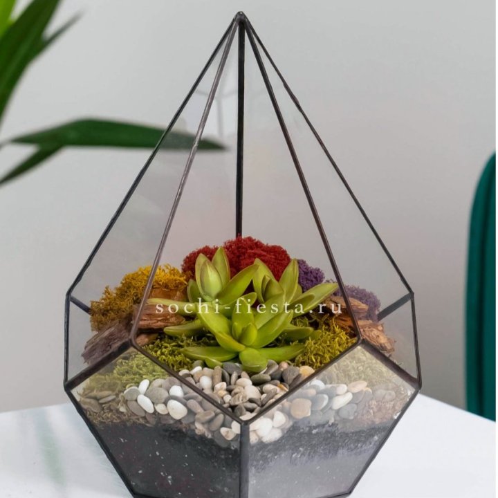 Флорариум Капля с суккулентом в Санкт-Петербурге