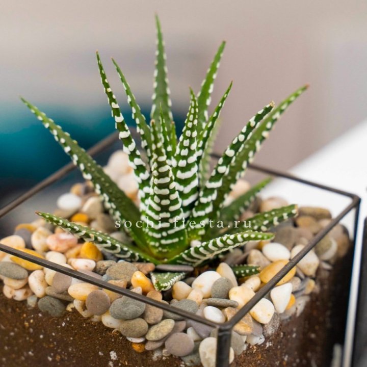 Флорариум Кубик с суккулентом Хавортия в Санкт-Петербурге