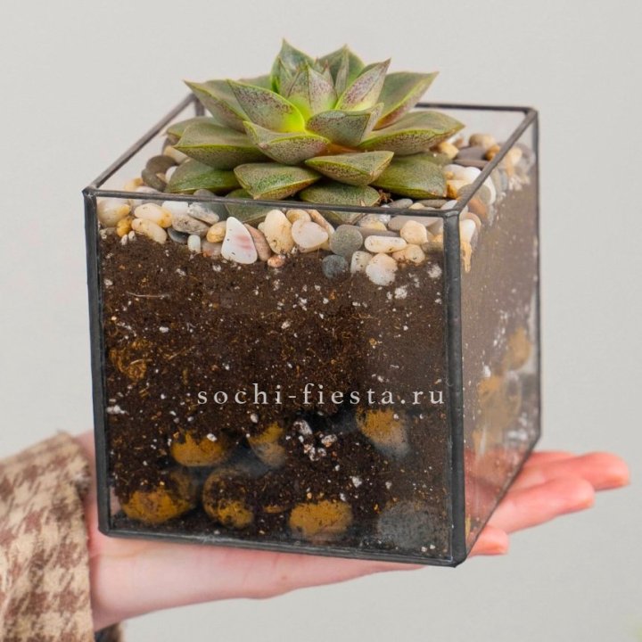 Флорариум Кубик с суккулентом Каменная роза в Санкт-Петербурге