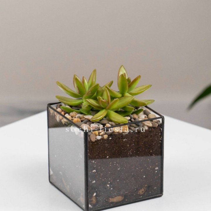 Флорариум Кубик с суккулентом Седум в Санкт-Петербурге
