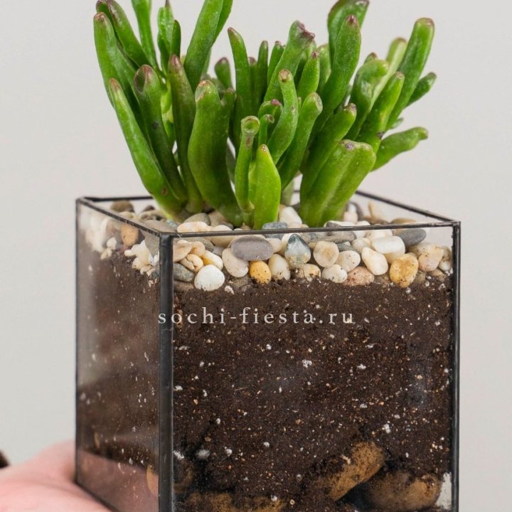 Флорариум Кубик с суккулентом Хоббит в Санкт-Петербурге