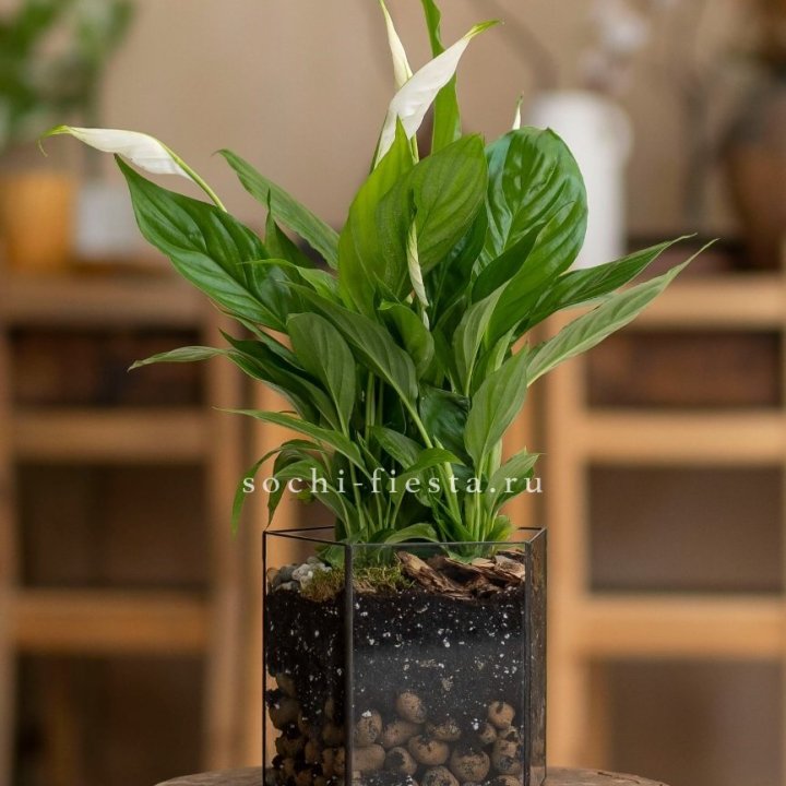 Спатифиллум в кашпо Пятиугольник в Санкт-Петербурге