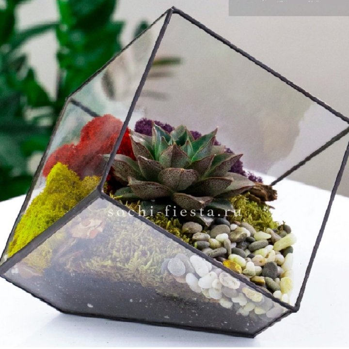 Флорариум Куб усеченный с суккулентом Каменная роза в Санкт-Петербурге