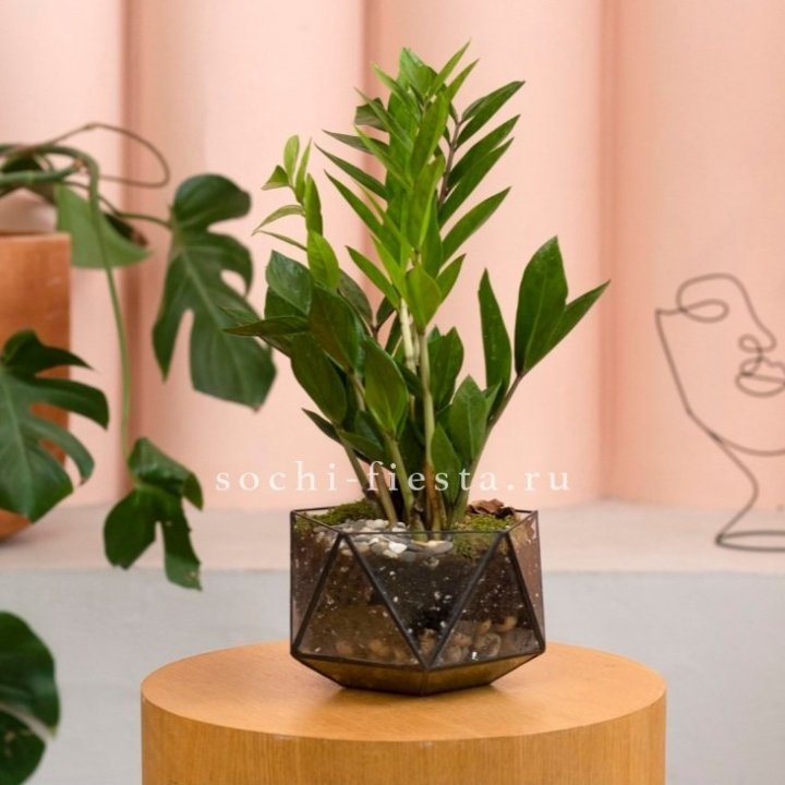 Замиокулькас в кашпо Икосаедр в Санкт-Петербурге
