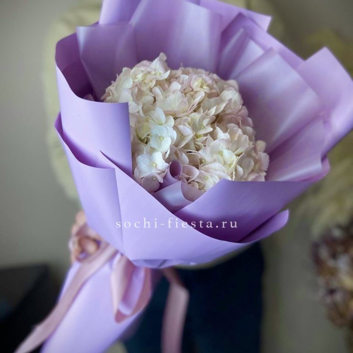 Гортензия розовая в Санкт-Петербурге