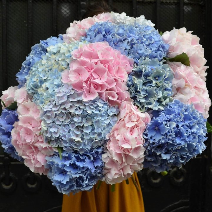 Букет гортензий "Фонтан" в Санкт-Петербурге