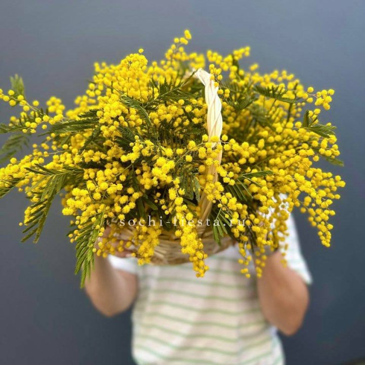 Весенняя корзина мимозы в Санкт-Петербурге