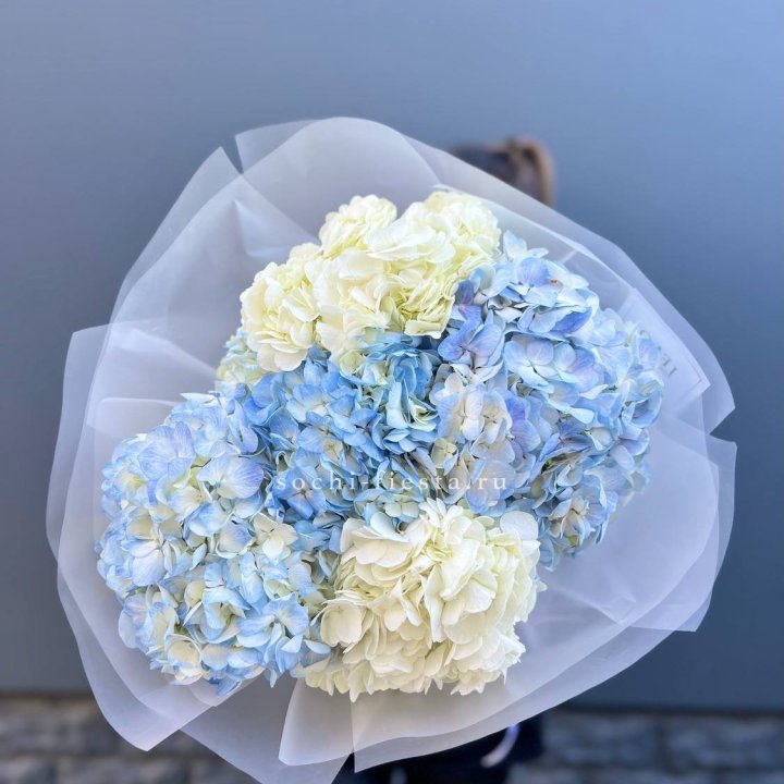 5 бело-голубых гортензий в Санкт-Петербурге