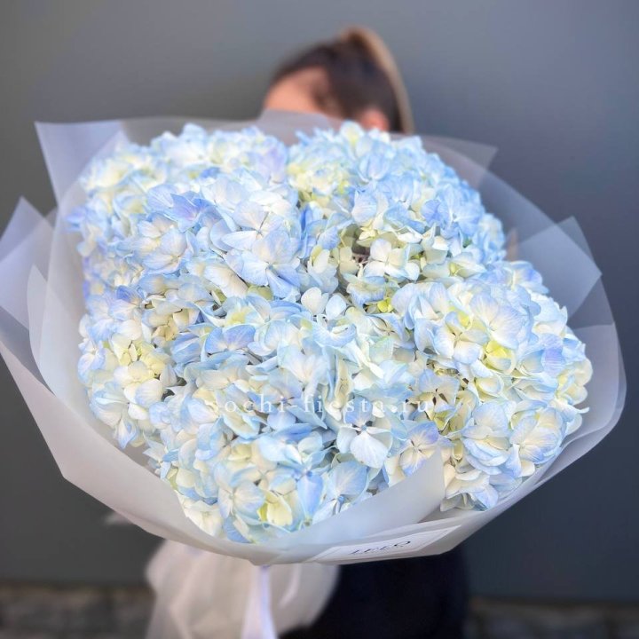 5 голубых гортензий в Санкт-Петербурге