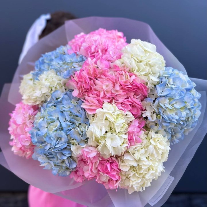 11 гортензий микс в Санкт-Петербурге