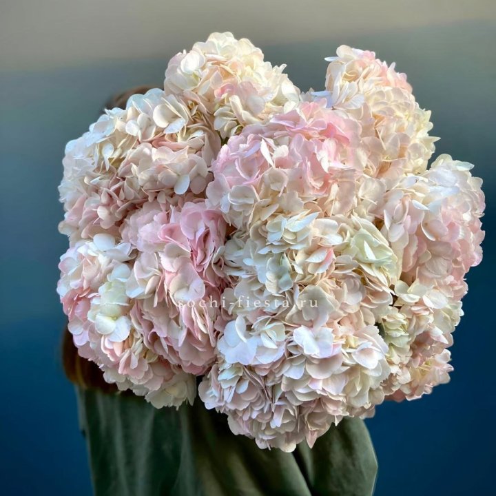 Охапка розовой гортензии в Санкт-Петербурге