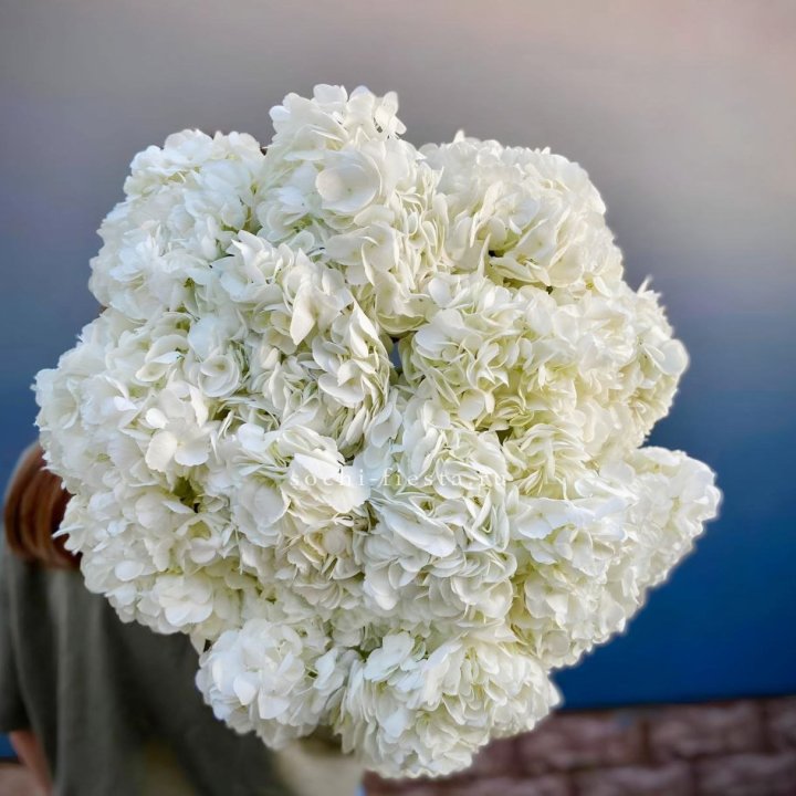 Охапка белой гортензии в Санкт-Петербурге