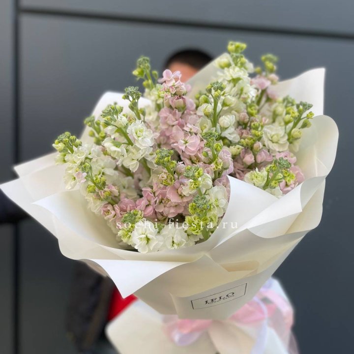 29 маттиол  в Санкт-Петербурге