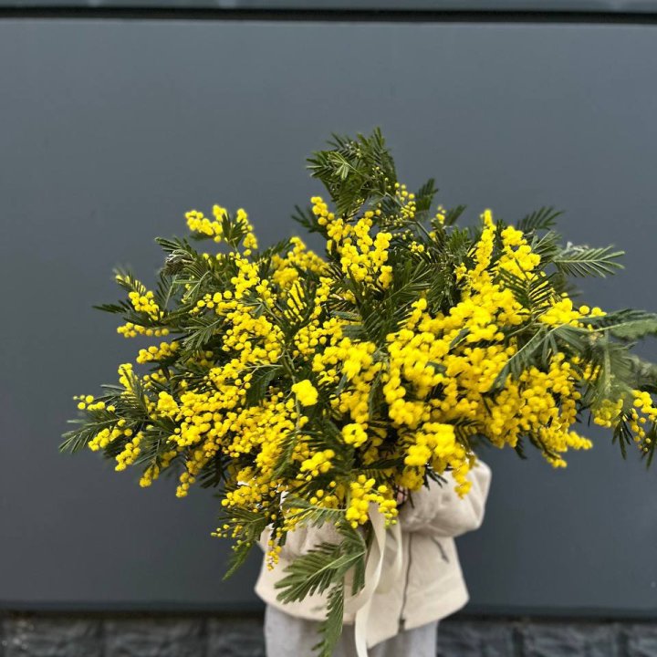 Охопка мимозы в Санкт-Петербурге