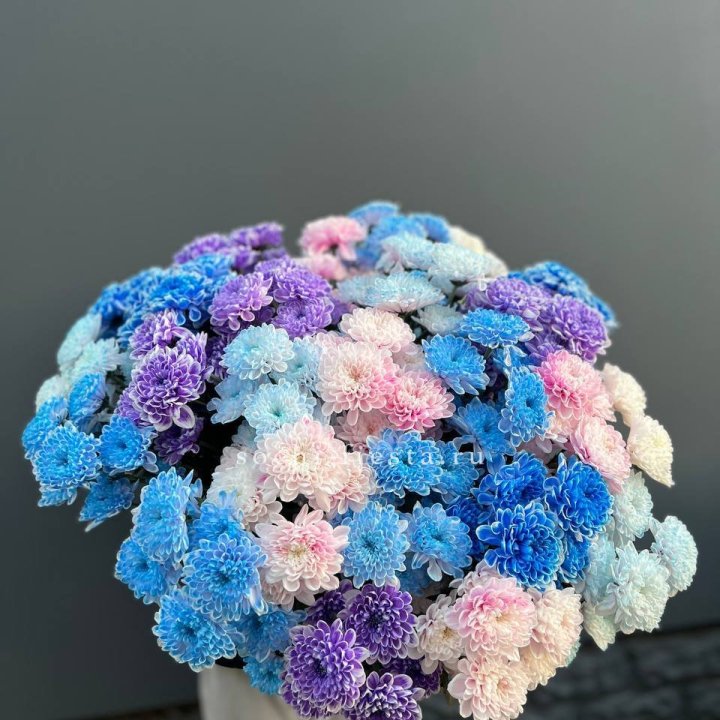 25 цветных хризантем в Санкт-Петербурге