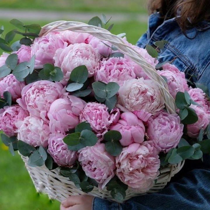 51 пион в корзине в Санкт-Петербурге