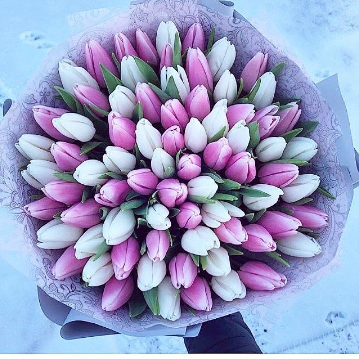 101 тюльпан "Лолипоп" в Санкт-Петербурге